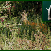 Srnec a jeho levý shoz