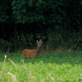 Na hraně lucerkového pole