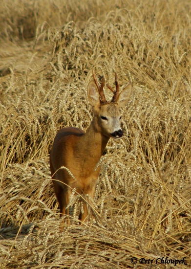 Raritní