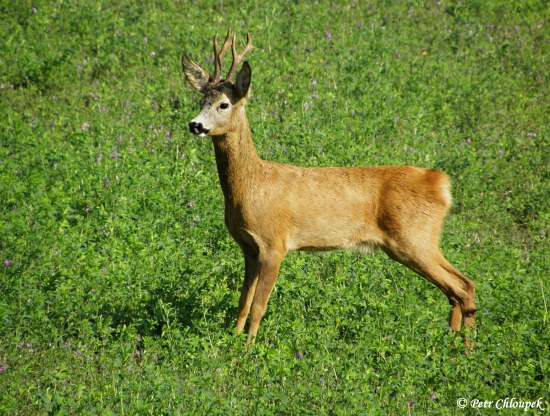Naježený