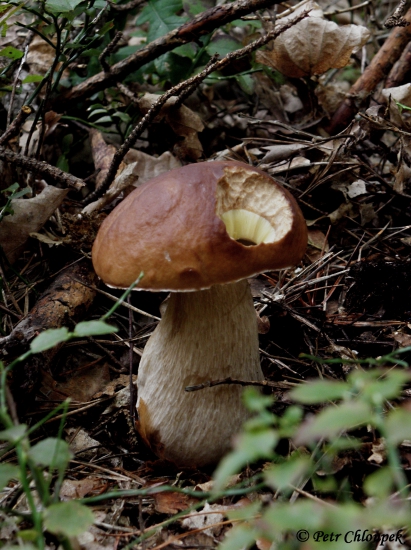 První hřib tohoto dne