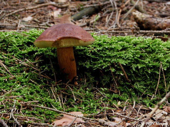 V zeleném království