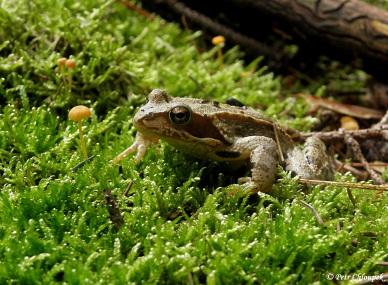 Také byla na houbách ;)