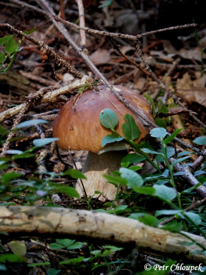 Maskovaný v borůvčí