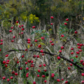 Symbol podzimu