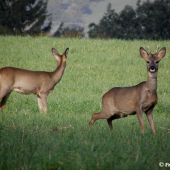 Když ždímám, tak se nedívá. Je to dáma. ;)