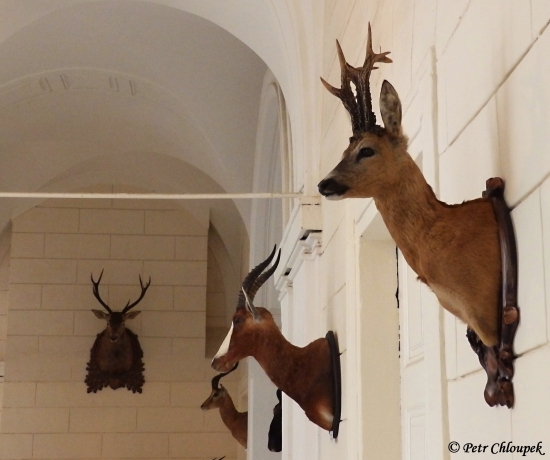 Ukázka preparátorské práce