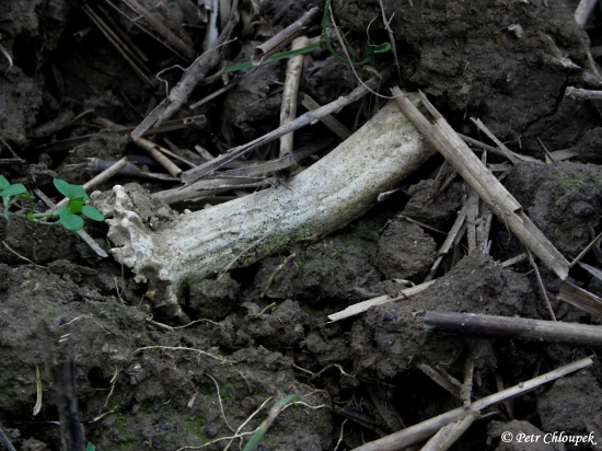 Srnčí shoz poškozený orbou