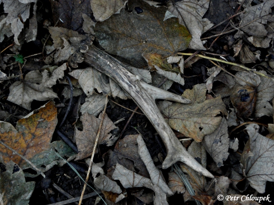 První letošní čerstvý shoz šesteráka