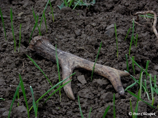 Čerstvý shoz dobrého šesteráka