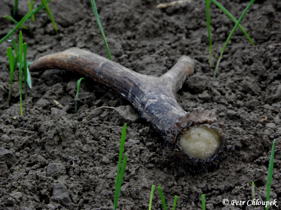 Detail pečetě dobrého šesteráka