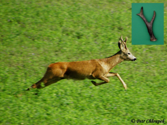 Dobrý šesterák a jeho pravý shoz (1)