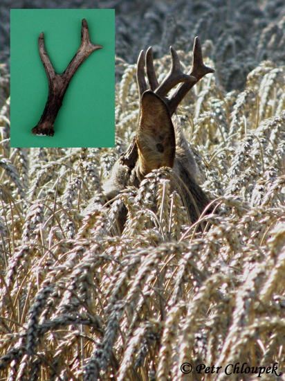 Dobrý šesterák a jeho pravý shoz (2)