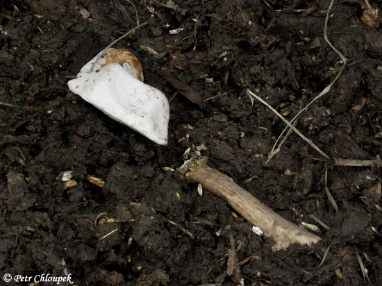 Čerstvý shoz mladého vidláčka