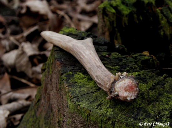 Detail pečetě mladého vidláčka