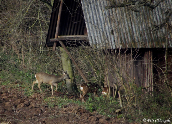 Srnčí u krmného zařízení
