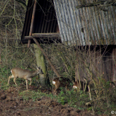 Srnčí u krmného zařízení