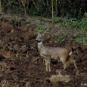 Kdepak asi leží jeho ozdoba ;)