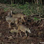 Před krmným zařízení
