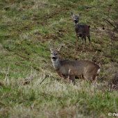 Srnčí pár na louce