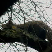 Vzácné setkání s lesačkou (1)
