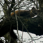 Vzácné setkání s lesačkou (2)