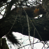 Vzácné setkání s lesačkou (3)