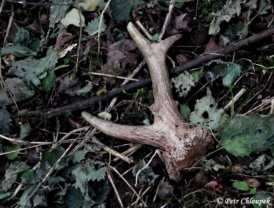 Sv. patroni mi i na Štědrý den nadělili opravdu hodně dobrý dárek (1)