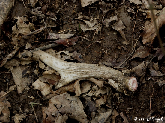 Druhý dárek na Štědrý den