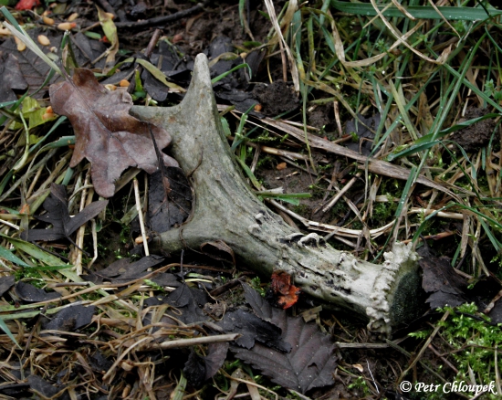 Starší shoz šesteráka na ochozu