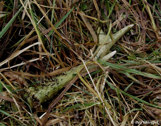 Starší šesterák nedaleko ochozu