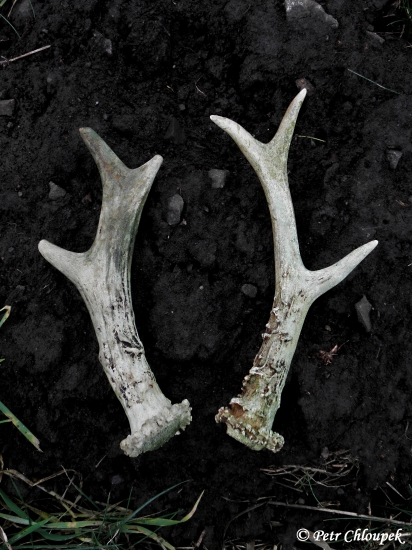 Starší shozy šesteráků