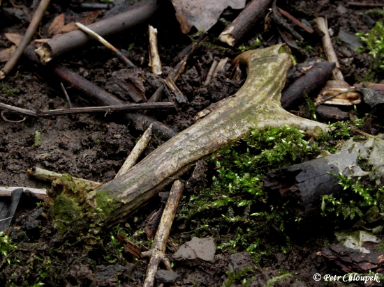 Myšky ho našly na srnčím ochozu dříve