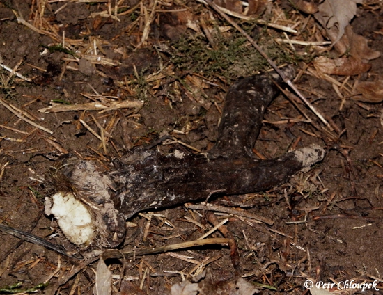 Čerstvý vidlák z roku 2014 v husté smrkové mlazině