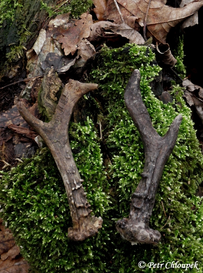 Čerstvý vidlák z roku 2014 a starý šesterák