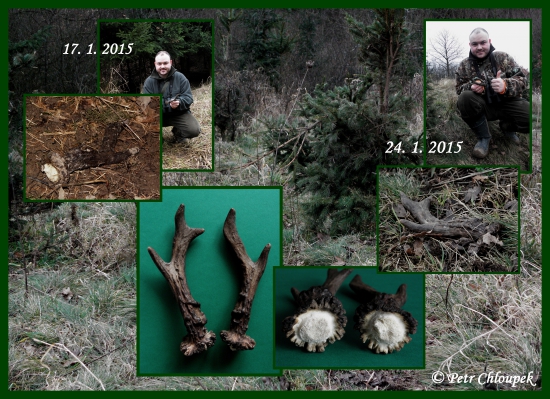 Když se podaří najít párové srnčí shozy