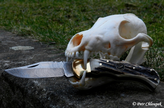 Elegance do divočiny