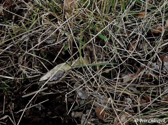 Dobře maskovaný perlený vidlák na hraně pole a remízku