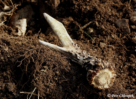 Perlený vidlák z roku 2013