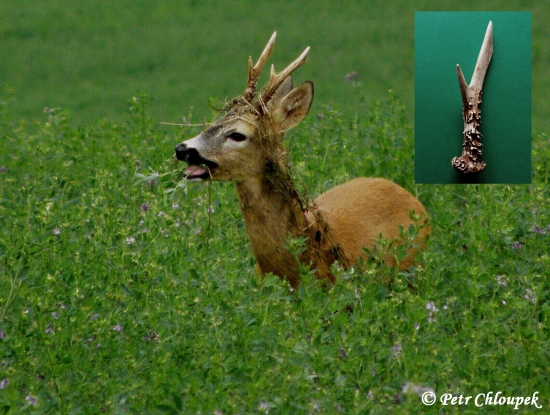 Bojovník a jeho pravý shoz