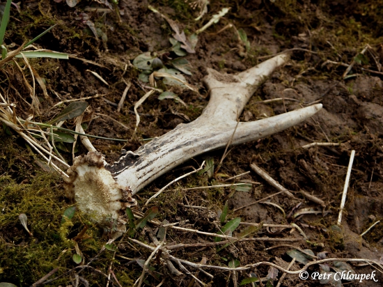 Shoz šesteráka na ochozu mezi borovicemi