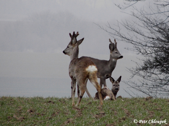 Trio srnců