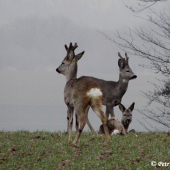 Trio srnců