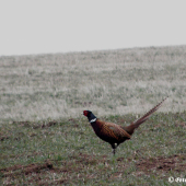 Klenot naší přírody