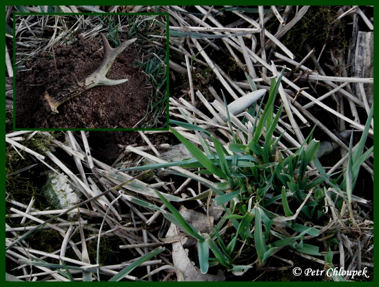 Něco mi v té trávě nesedí ;)