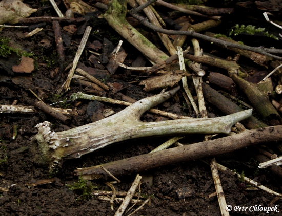 Dobrý vidlák s náznakem šesteráka