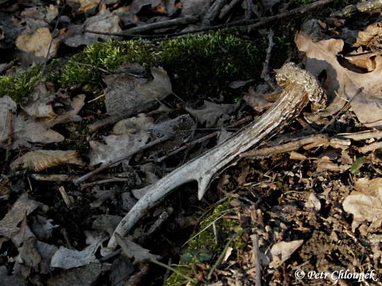 V paprscích sluníčka na ochozu ve spadaném listí