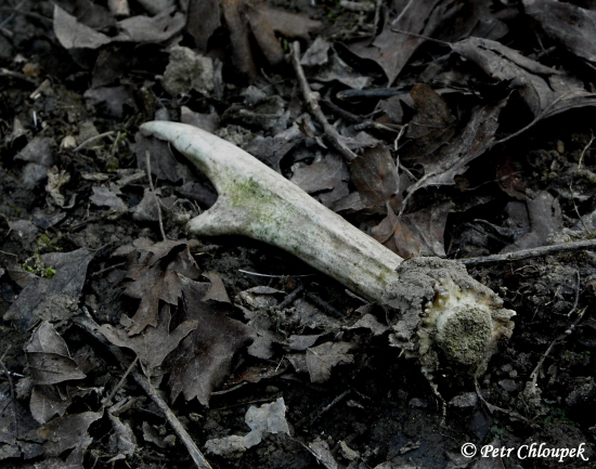 Starší vidláček na ochozu