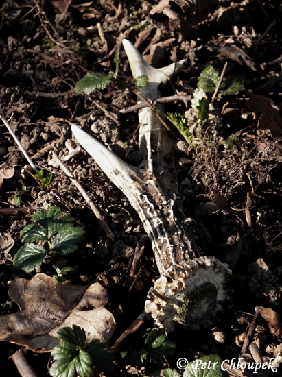 Jubilejní 30-tý shoz dobrého šesteráka v sezóně 2014/2015