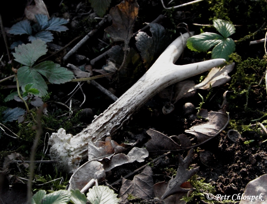 Mladý vidláček vedle ochozu